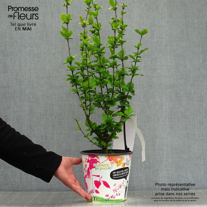 Spécimen de Hibiscus syriacus Eruption - Althéa ou mauve en arbre Pot de 4L/5LHauteur livrée env. 60/80cm tel que livré au printemps