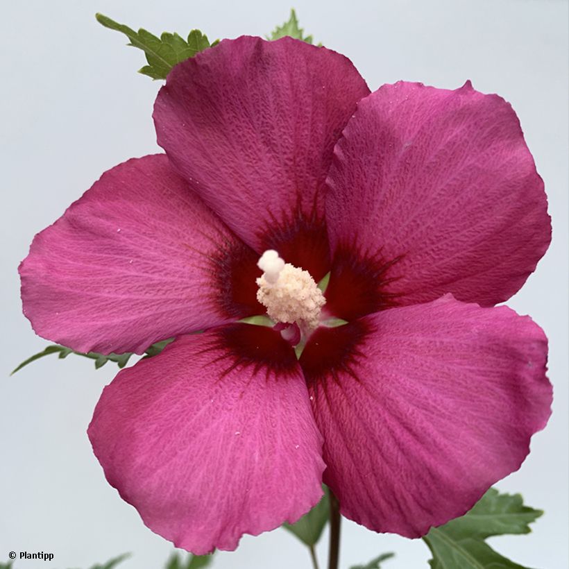 Hibiscus syriacus Flower Tower Ruby - Althea (Floraison)