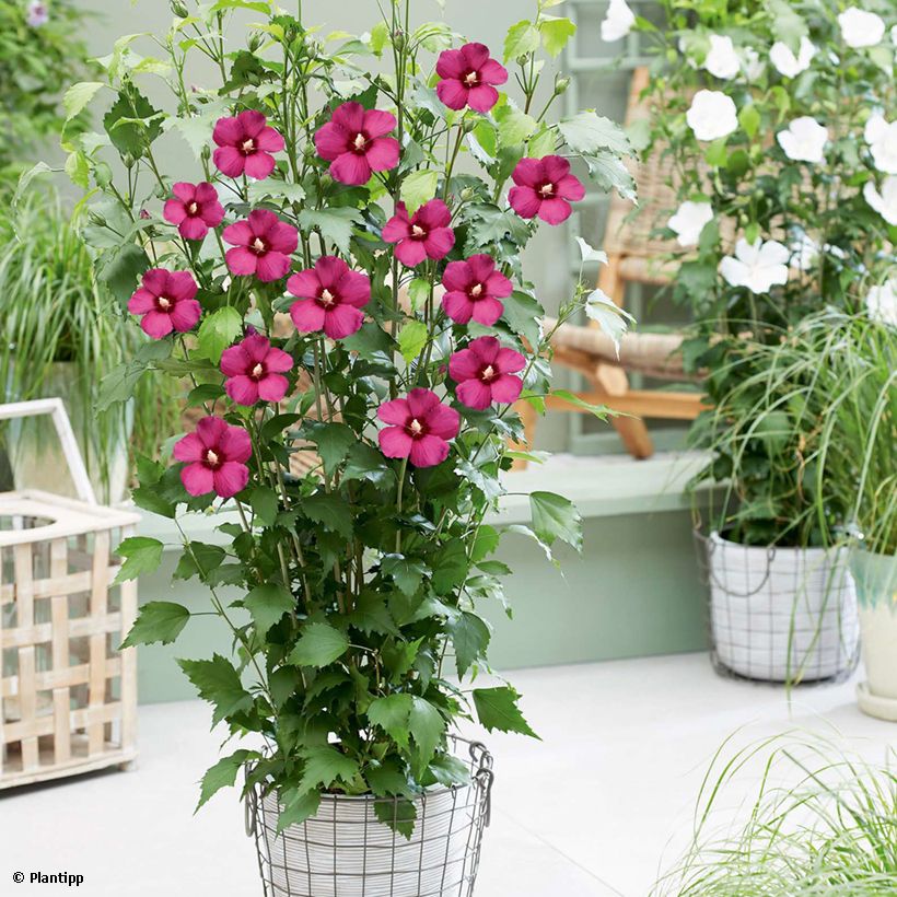 Hibiscus syriacus Flower Tower Ruby - Althea (Port)