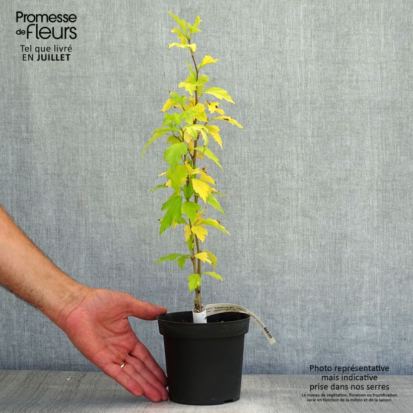 Spécimen de Hibiscus syriacus Flower Tower White - Althea blanc Pot de 1,5L/2L tel que livré en été