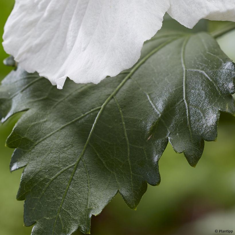 Hibiscus syriacus Flower Tower White - Althea blanc (Feuillage)