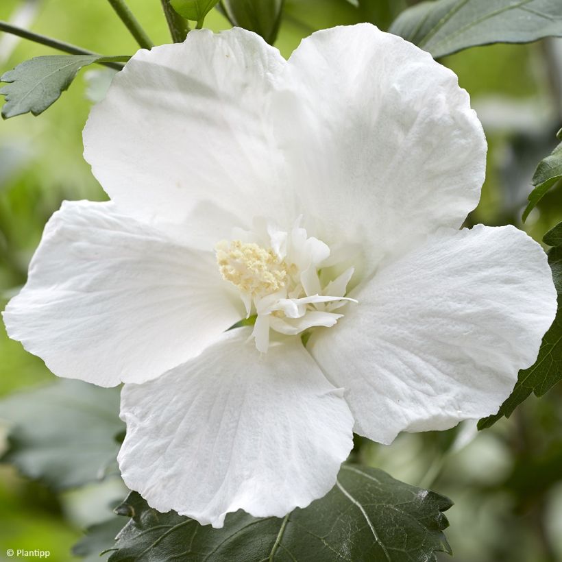 Hibiscus syriacus Flower Tower White - Althea blanc (Floraison)