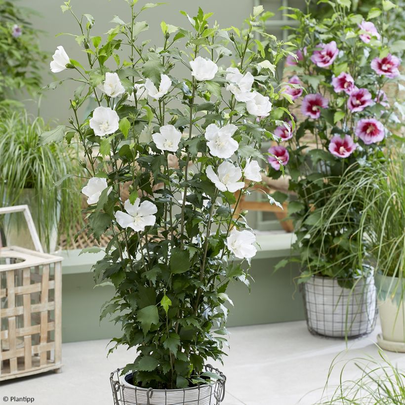 Hibiscus syriacus Flower Tower White - Althea blanc (Port)