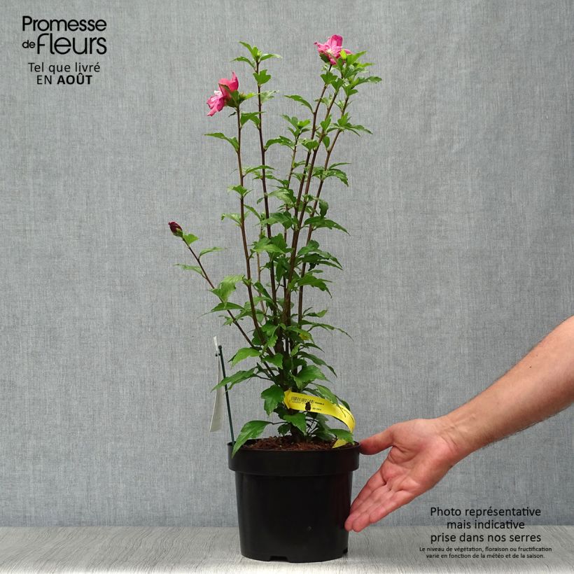 Spécimen de Hibiscus syriacus Freedom - Althéa Pot de 3L/4LHauteur livrée env. 50/60cm tel que livré en été