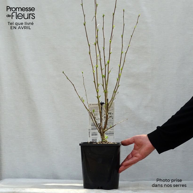 Spécimen de Hibiscus syriacus French Cabaret Pastel - Althéa blanc rose double Pot de 3L/4LHauteur livrée env. 30+cm tel que livré au printemps