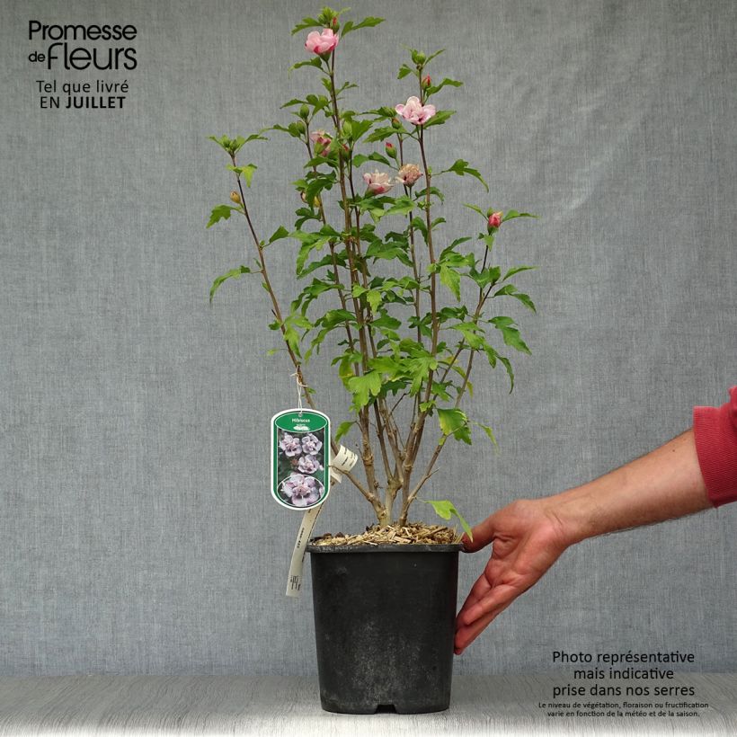 Spécimen de Hibiscus syriacus French Cabaret Pastel - Althéa blanc rose double Pot de 3L/4L tel que livré en été