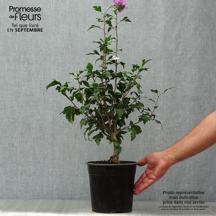Spécimen de Hibiscus French Cabaret Purple - Althéa double violette tel que livré en automne