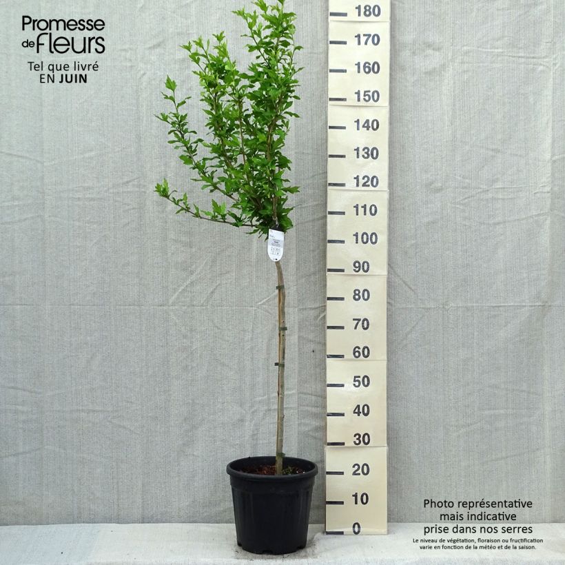 Spécimen de Hibiscus syriacus Hamabo - Althéa ou mauve en arbre Pot de 7,5L/10L, Demi-tigeHauteur livrée env. 100/120cm tel que livré au printemps