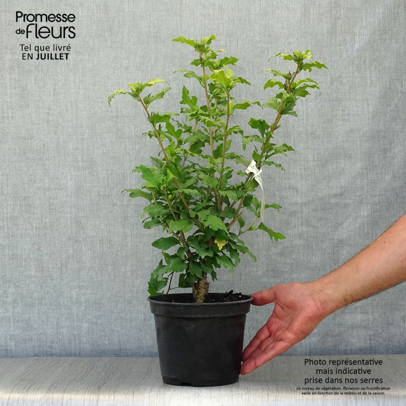 Spécimen de Hibiscus syriacus Hamabo - Althéa ou mauve en arbre Pot de 3L/4L tel que livré en été