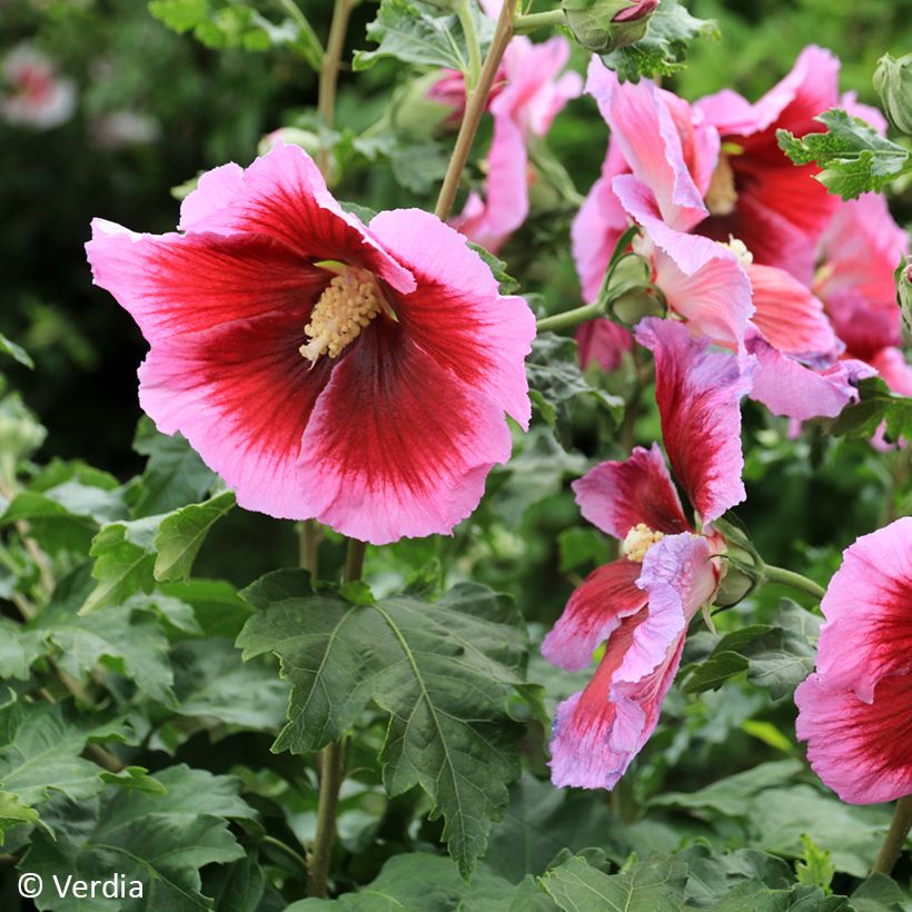 Hibiscus syriacus Hibisa Cocktail - Althéa (Floraison)
