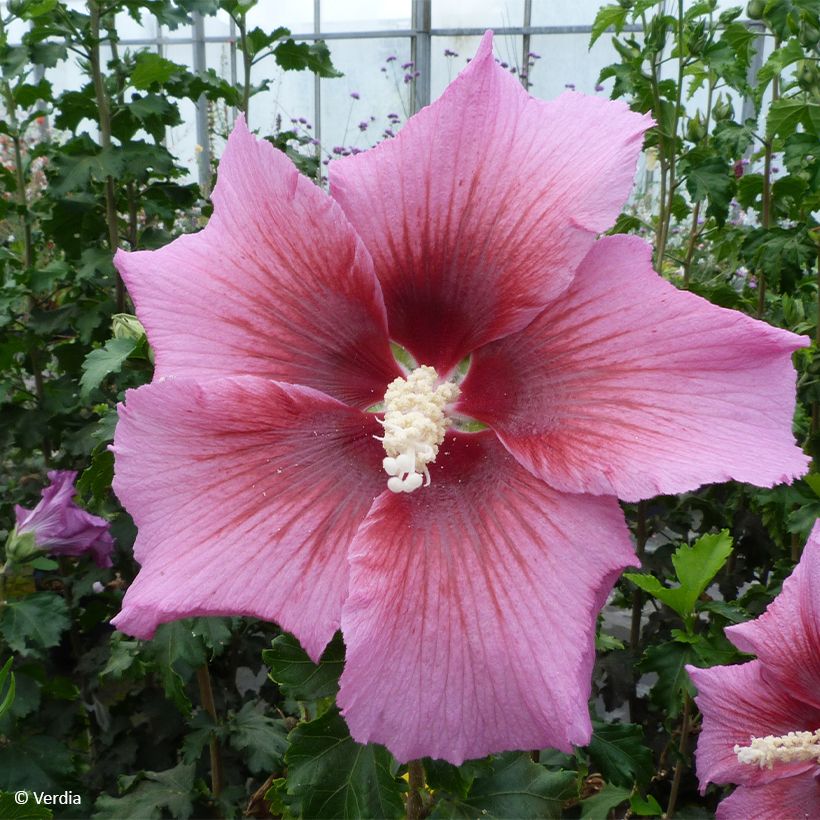 Hibiscus syriacus Hibisa Rosada - Althéa (Floraison)