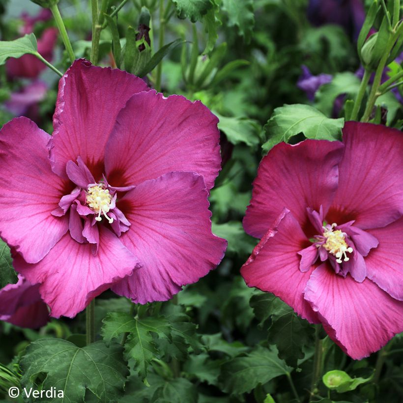 Hibiscus syriacus Hibisa Sangria - Althéa (Floraison)