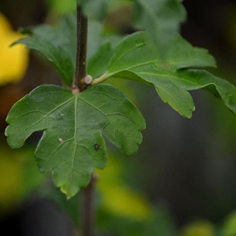 Hibiscus syriacus Lady Stanley - Althéa semi-double bicolore (Feuillage)