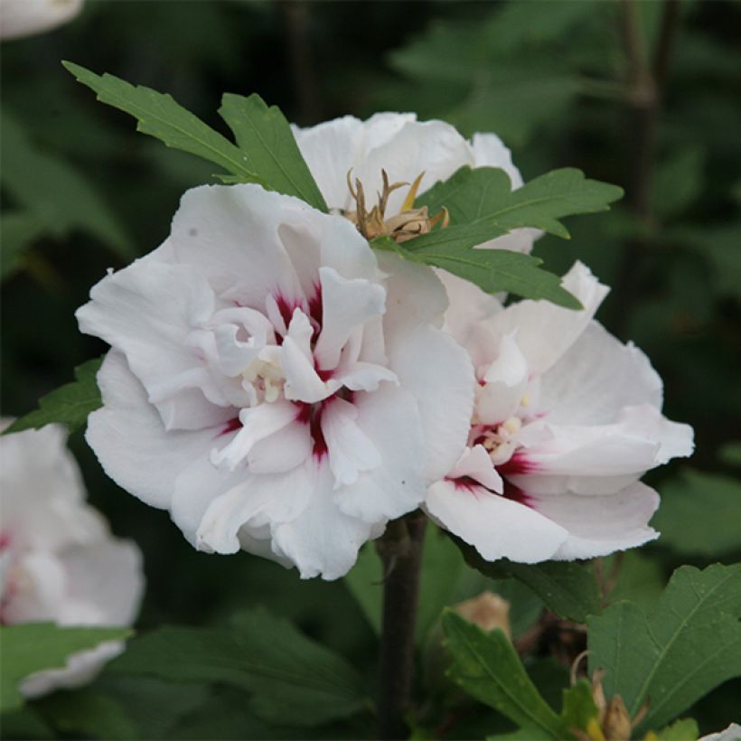 Hibiscus syriacus Lady Stanley - Althéa semi-double bicolore (Floraison)