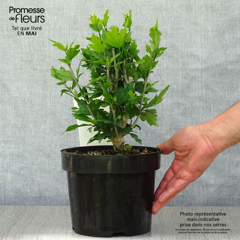 Spécimen de Hibiscus syriacus Lady Stanley - Althéa semi-double bicolore Pot de 3L/4L tel que livré au printemps
