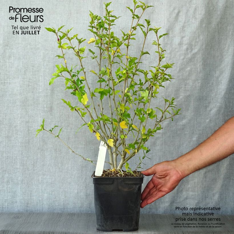 Spécimen de Hibiscus syriacus Lavender Chiffon - Althéa rose Pot de 3L/4L tel que livré en été