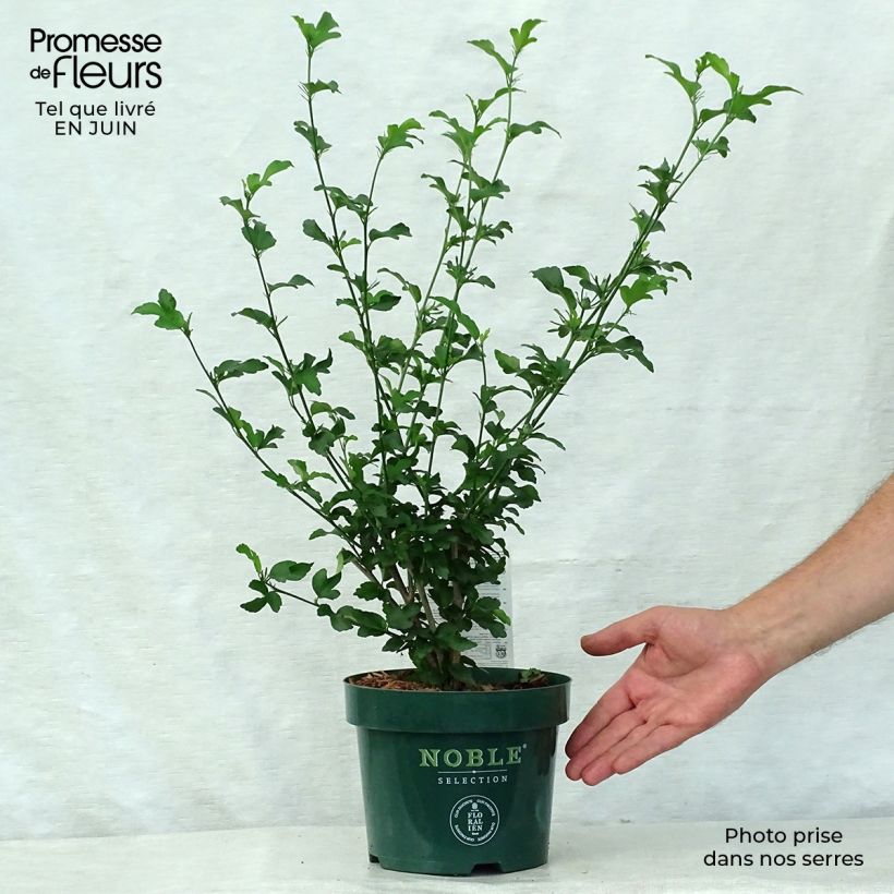Spécimen de Hibiscus syriacus Magenta Chiffon - Althea double rose pourpre vif Pot de 3L/4L tel que livré en été