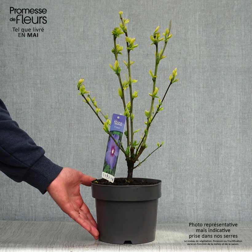 Spécimen de Hibiscus syriacus Oiseau Bleu (Marina) - Althéa bleu Pot de 2L/3L tel que livré au printemps