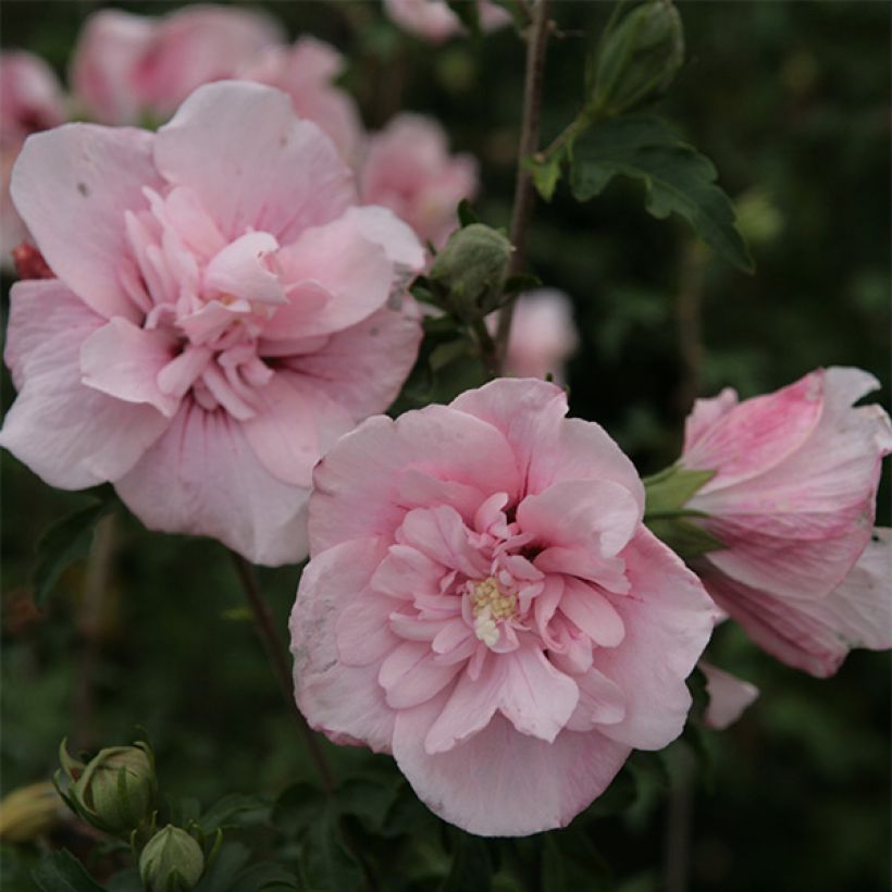 Hibiscus syriacus Pink Chiffon - Althéa semi-double rose pâle (Floraison)
