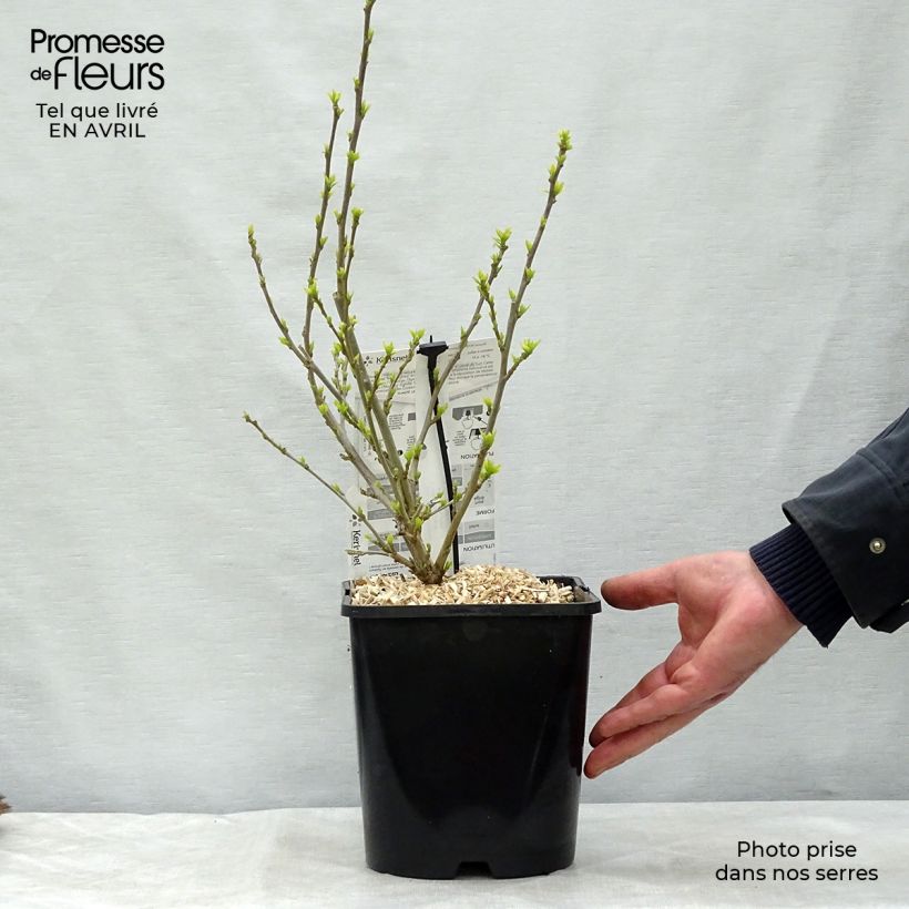 Spécimen de Hibiscus syriacus Pink Chiffon - Althéa semi-double rose pâle Pot de 3L/4LHauteur livrée env. 20+cm tel que livré au printemps