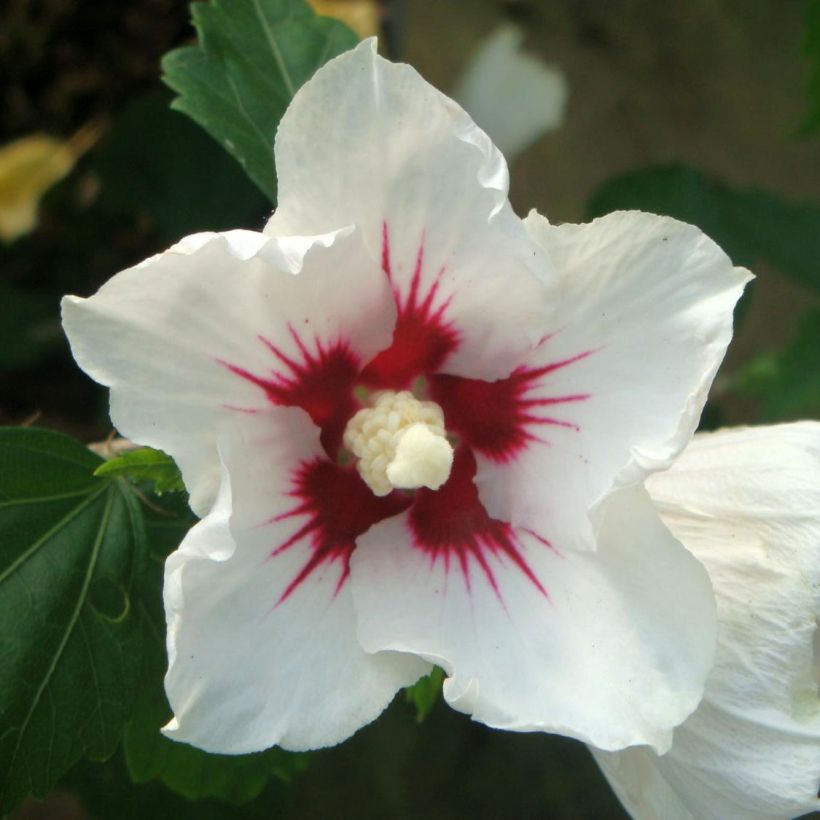 Hibiscus syriacus Red Heart - Mauve en arbre (Floraison)