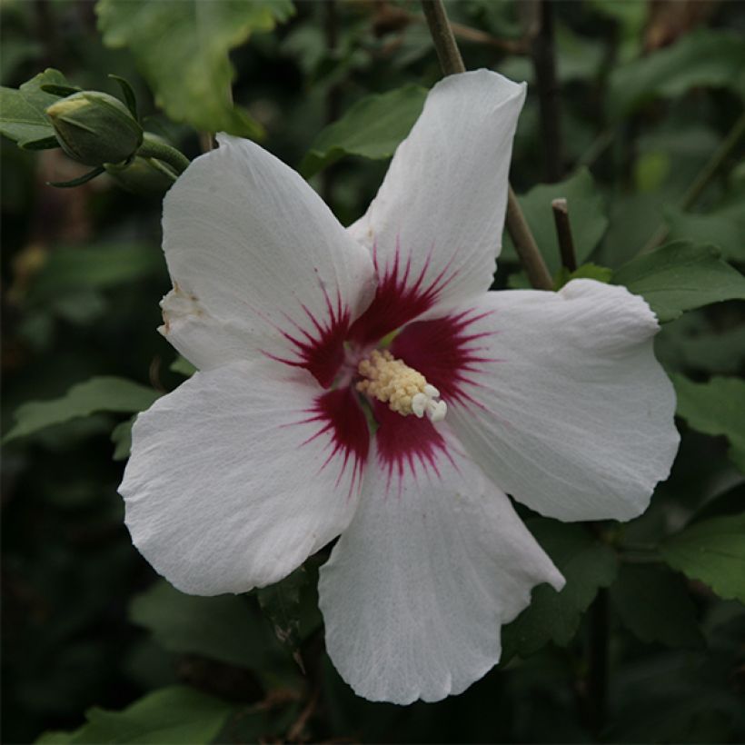 Hibiscus syriacus Shintaeyang - Althéa blanc à coeur rouge cerise (Floraison)