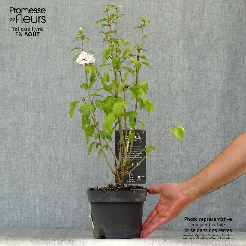 Spécimen de Hibiscus syriacus Speciosus - Althéa Pot de 2L/3L tel que livré en été