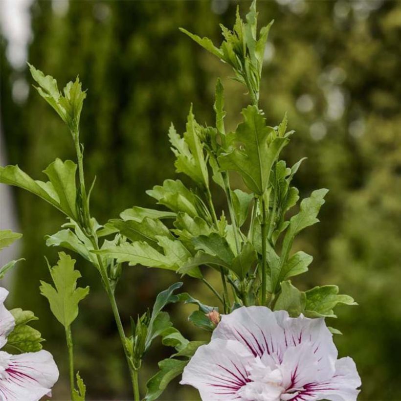 Hibiscus syriacus Starburst Chiffon - Althéa  (Feuillage)