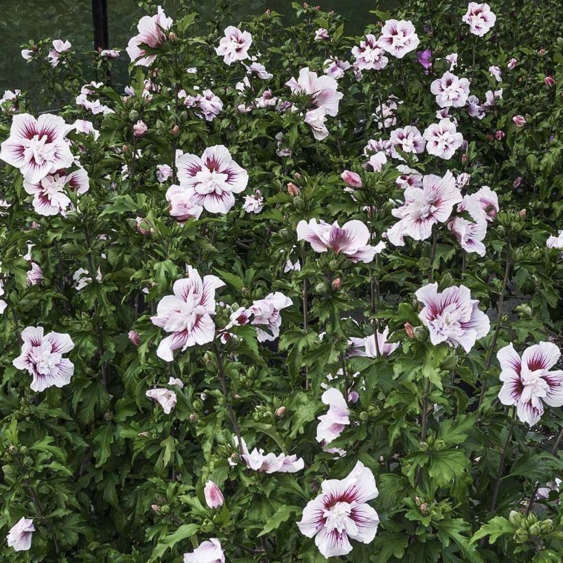 Hibiscus syriacus Starburst Chiffon - Althéa  (Floraison)