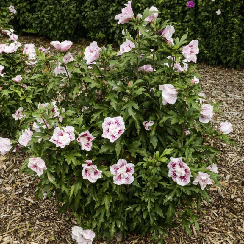 Hibiscus syriacus Starburst Chiffon - Althéa  (Port)