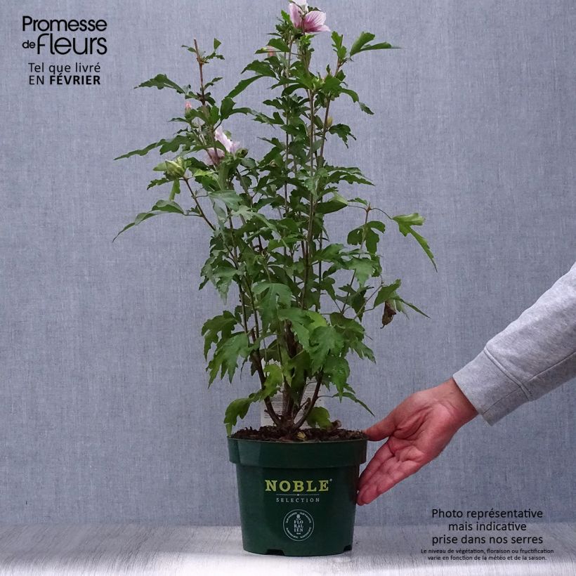 Spécimen de Hibiscus syriacus Starburst Chiffon - Althéa  Pot de 3L/4L tel que livré en automne