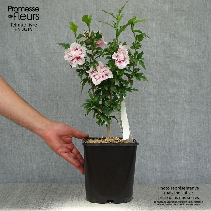 Spécimen de Hibiscus syriacus Starburst Chiffon - Althéa  Pot de 3L/4L tel que livré en été