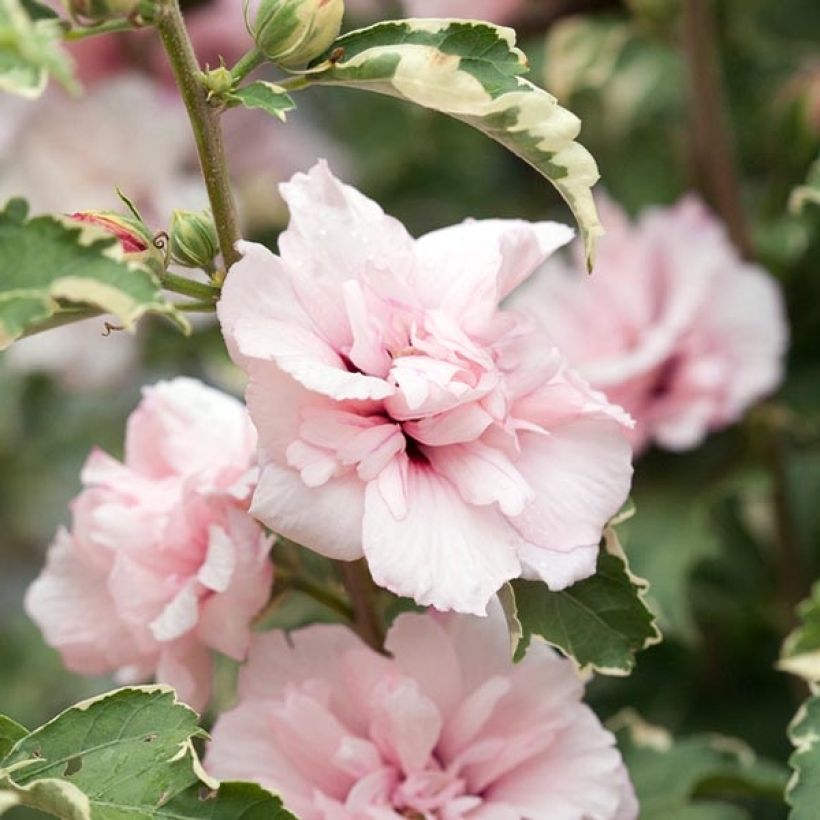 Hibiscus syriacus Sugar Tip - Althéa double rose tendre  (Floraison)