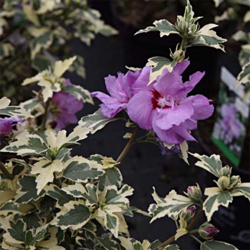 Hibiscus syriacus Summer Ruffle - Althea panaché, semi-double, mauve-rose. (Feuillage)