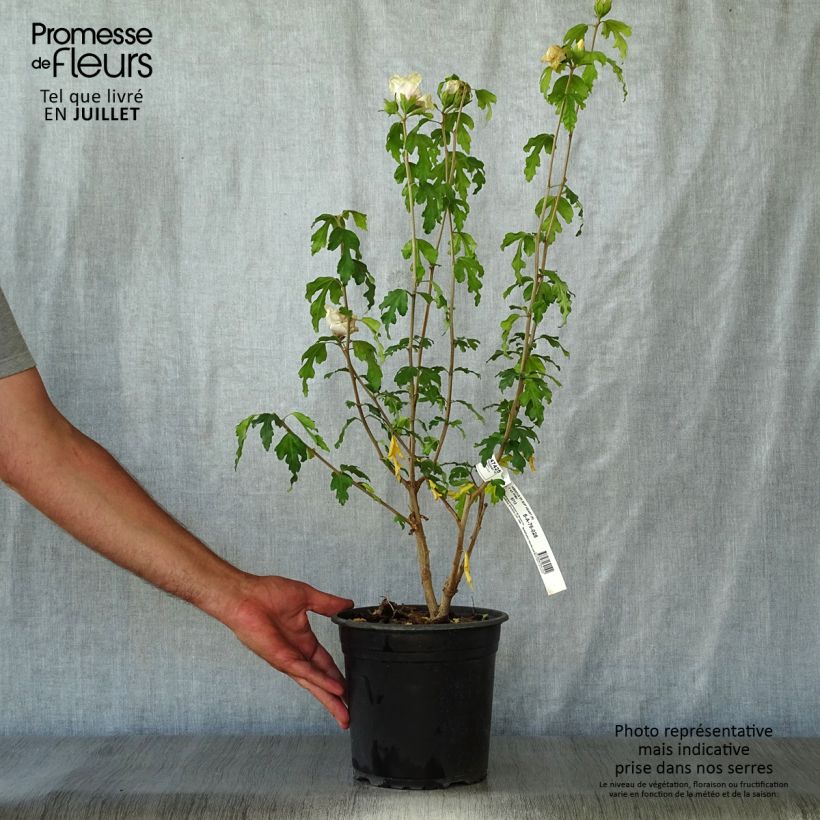 Spécimen de Hibiscus syriacus Sup'Heart - Althéa à grosses fleurs Pot de 3L/4L tel que livré en été