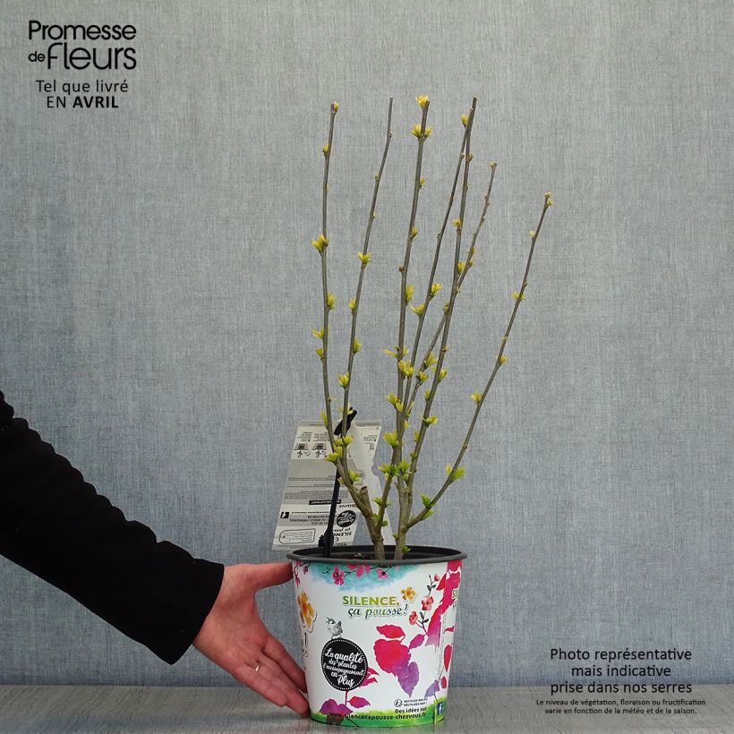 Spécimen de Hibiscus syriacus Sup'Heart - Althéa à grosses fleurs Pot de 3L/4LHauteur livrée env. 30/40cm tel que livré au printemps