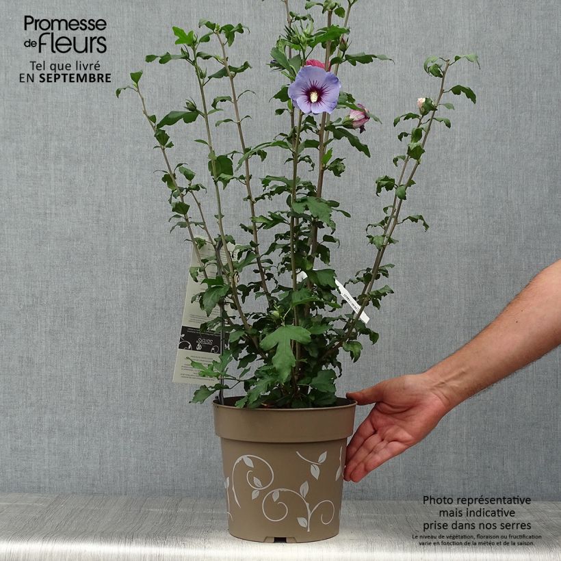 Spécimen de Hibiscus syriacus Three Sisters - Althéa  tel que livré en automne
