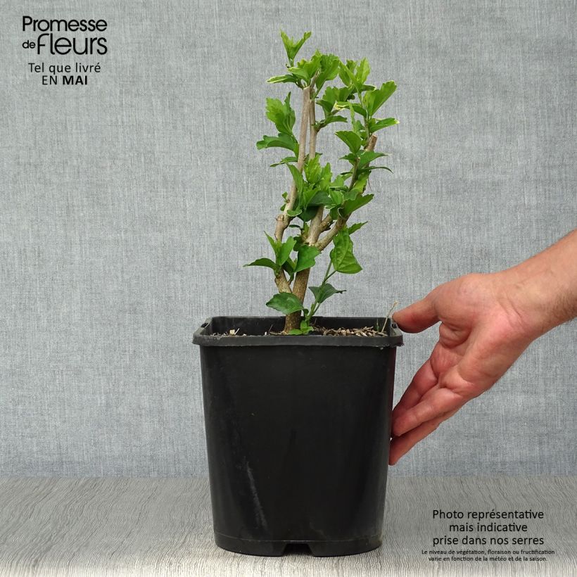 Spécimen de Hibiscus syriacus Ultramarine - Althéa bleu en pot de 3/4L tel que livré au printemps