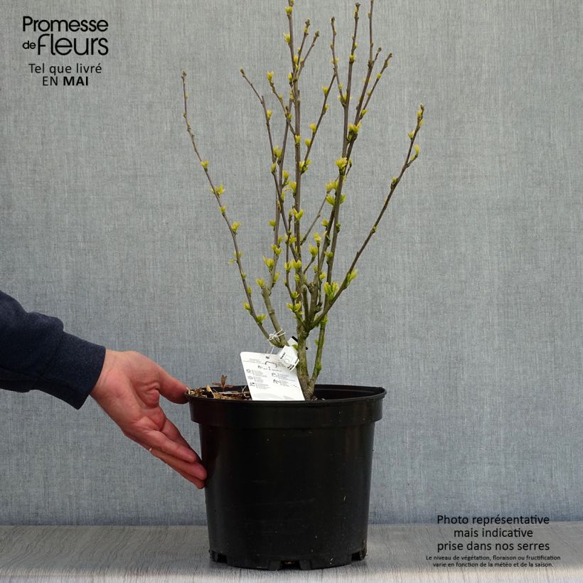 Spécimen de Hibiscus syriacus Ultramarine - Althéa bleu en pot de 7,5l/10l tel que livré au printemps
