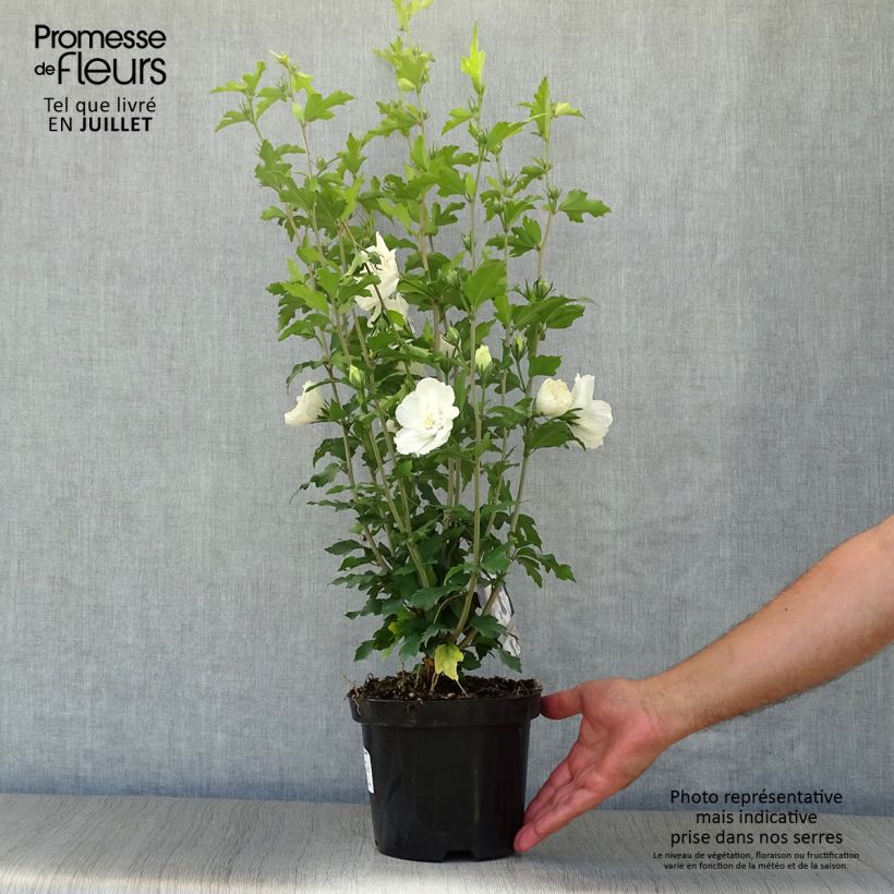 Spécimen de Hibiscus syriacus White Chiffon - Althéa blanc double Pot de 3L/4L tel que livré en été