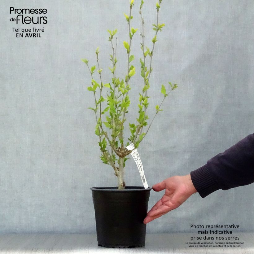Spécimen de Hibiscus syriacus White Chiffon - Althéa blanc double Pot de 3L/4L tel que livré au printemps