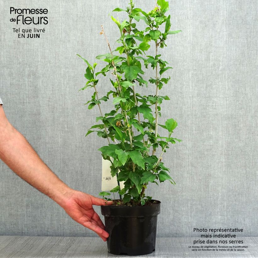 Spécimen de Hibiscus syriacus Woodbridge  Pot de 2L/3L tel que livré en été