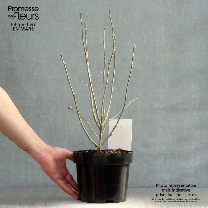 Spécimen de Hibiscus syriacus Woodbridge 40/50cm en pot de 3L - Althéa simple rose et rouge tel que livré au printemps