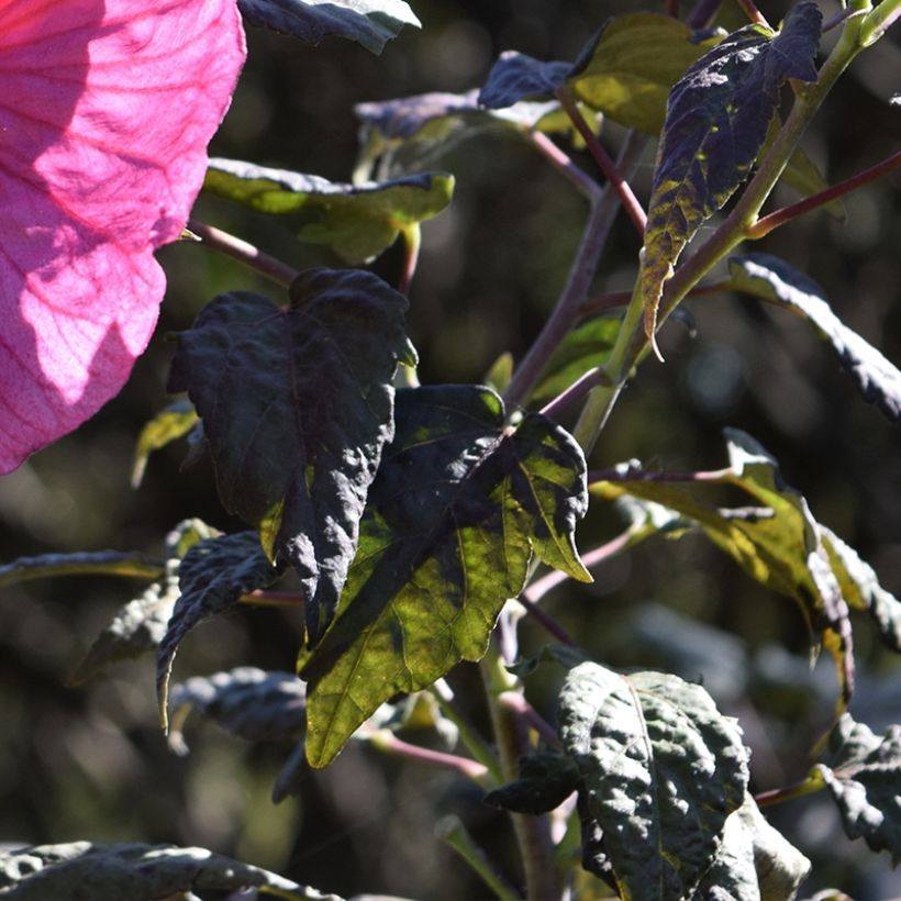 Hibiscus moscheutos Summerific Berry Awesome - Hibiscus des marais  (Feuillage)