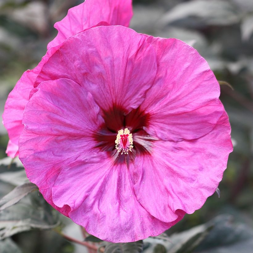 Hibiscus moscheutos Summerific Berry Awesome - Hibiscus des marais  (Floraison)