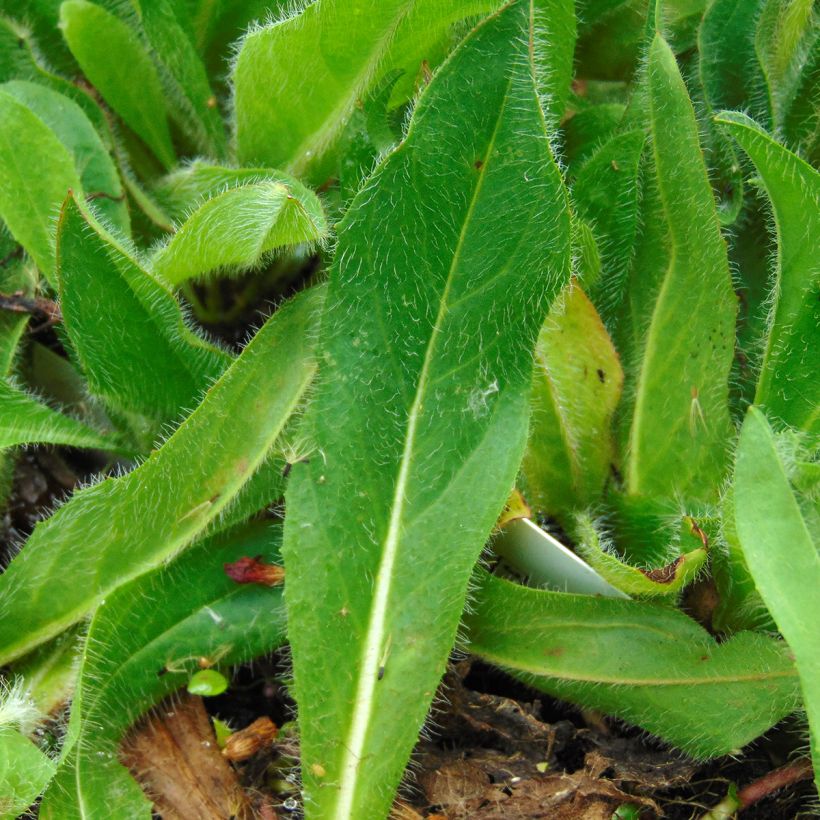 Hieracium aurantiacum - Epervière (Feuillage)
