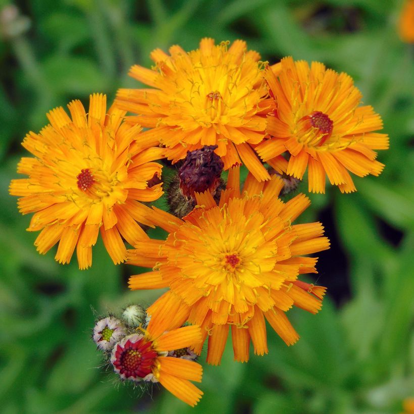 Hieracium aurantiacum - Epervière (Floraison)