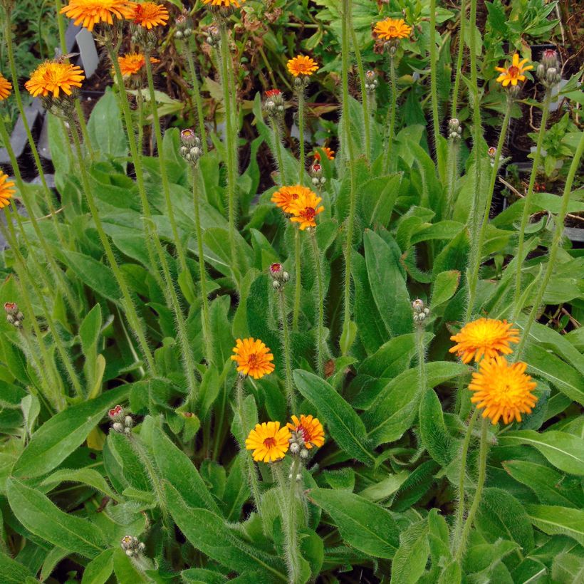 Hieracium aurantiacum - Epervière (Port)