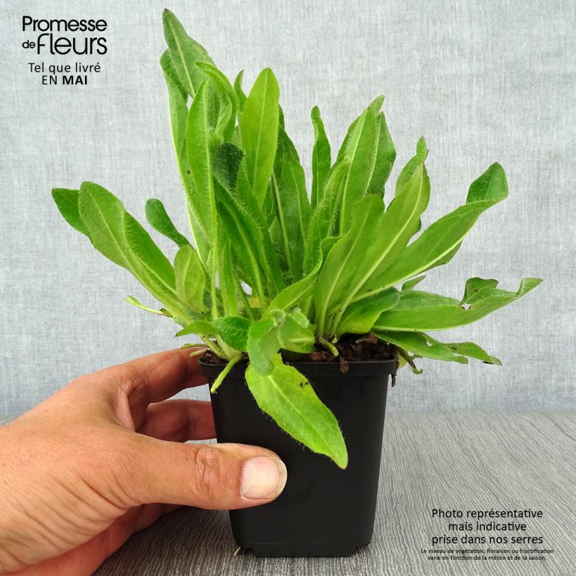 Spécimen de Hieracium aurantiacum - Epervière Godet de 9cm tel que livré au printemps