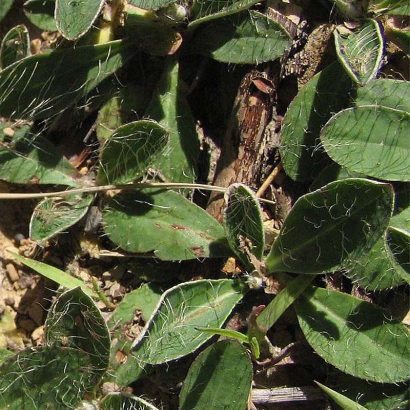 Hieracium pilosella - Epervière (Feuillage)